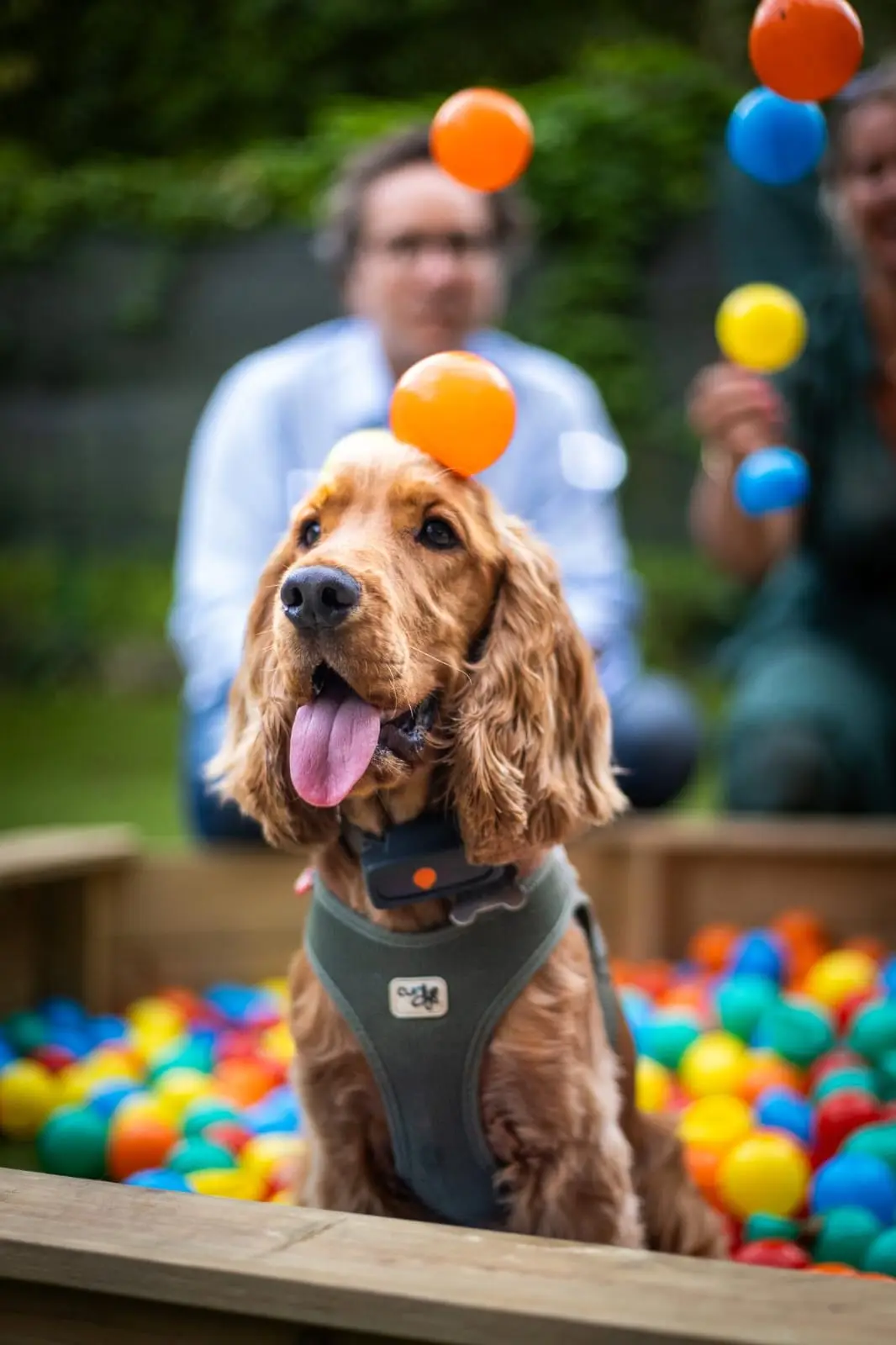 Cocker avec une balle orange sur le terrain