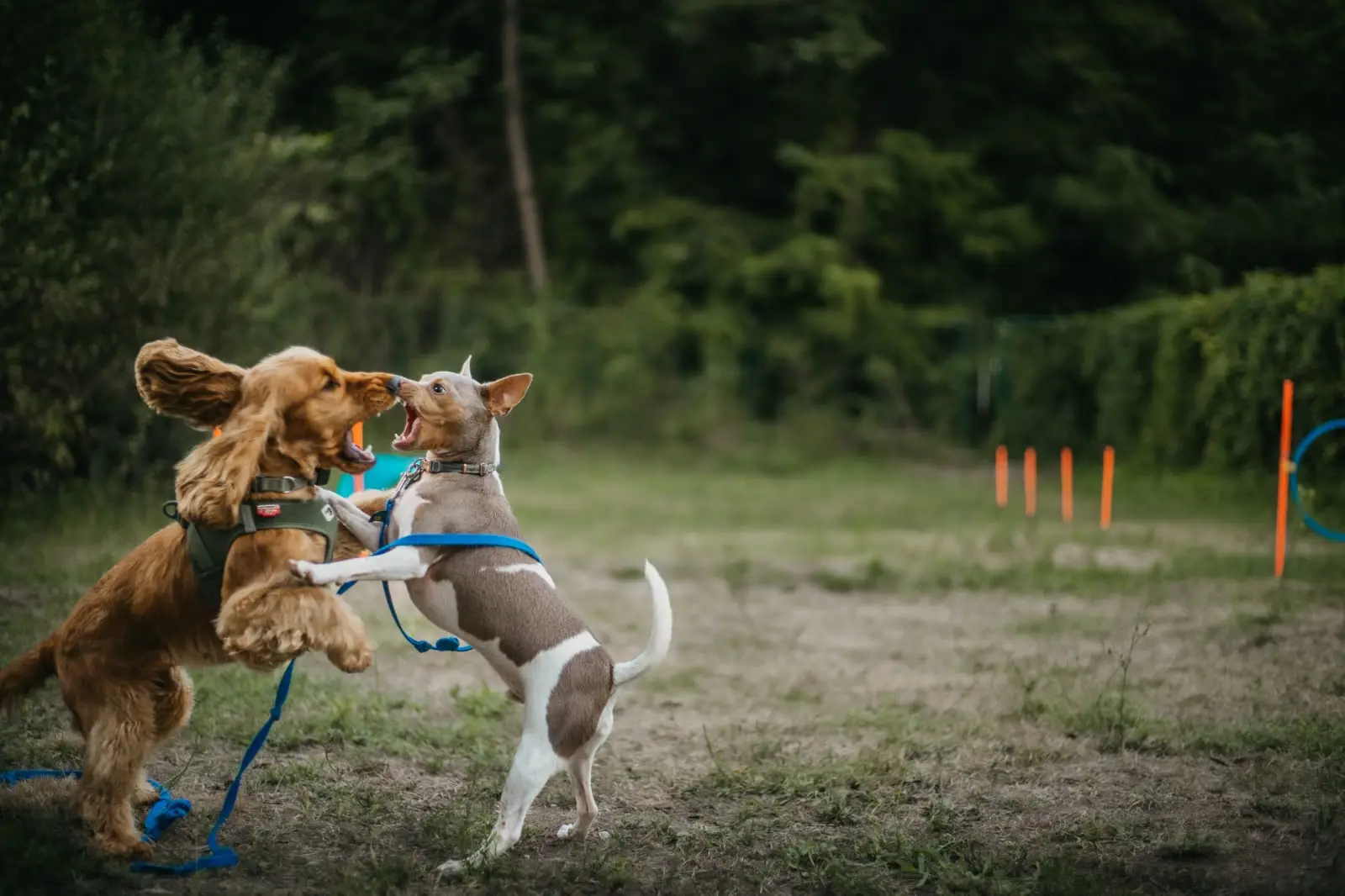 Deux chiens qui jouent ensemble sur le terrain